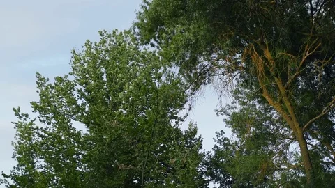 Wind in the Trees 動画素材 77073722