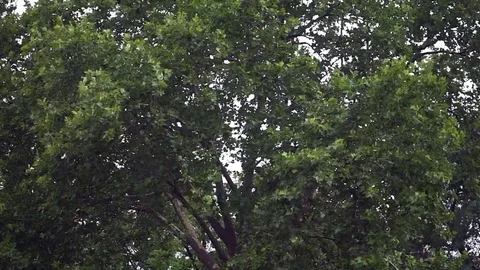Wind in trees Stock Footage 80930161