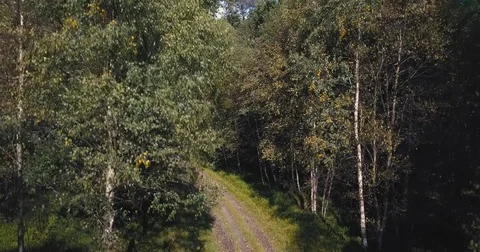 Wind in the trees Stock Footage 82351552