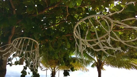 The wind in the trees 스톡 동영상 90979841