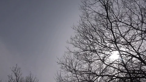 Wind in trees Stock Footage 104564015