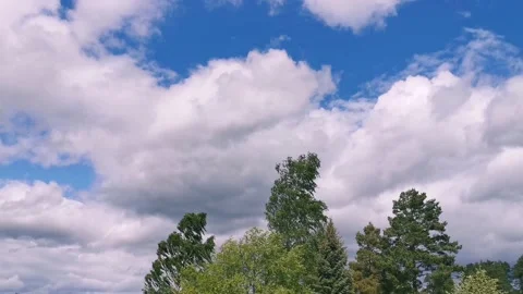 Wind in trees Stock-Footage 132101411