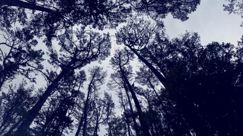 Wind - Trees Видео 238659142