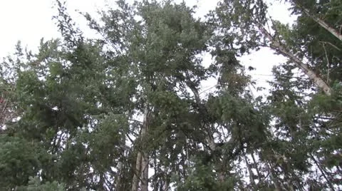 Wind in trees low angle Stock Footage 11037959