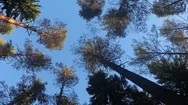 Wind In The Trees From Low Angle Stock Footage