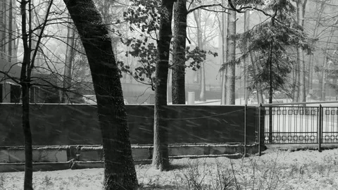 Wind Trees Snow Stock Footage 83885205