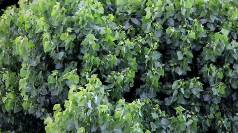 Wind in the trees_3276 Stock Footage 38605163