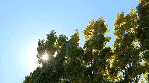 Wind in the trees_5391 Stock Footage 38605059