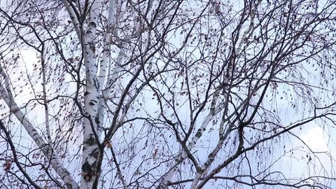 Wind Treetop Winter Stock Footage 108440441