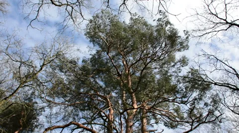 Wind in the treetops Stock Footage 47583648