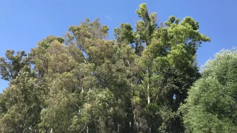 Wind in the treetops Stock Footage 132512042