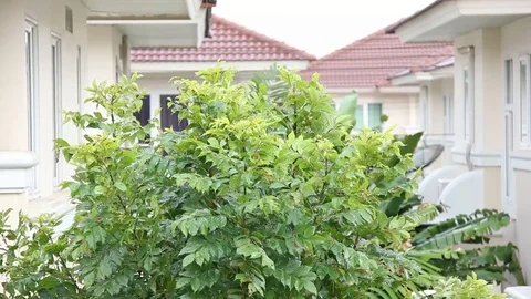 Wind In The Treetops On Housing Development After Rain Video stock 79586084