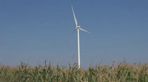 Wind Turbine  among corn field Stock Footage 8677629