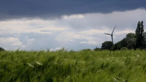 Wind turbine and dark clouds. Wheat field blowing in the wind UK 4K Stock Footage 111224136