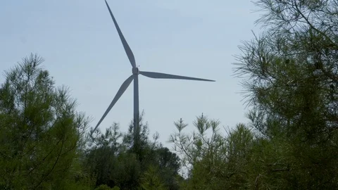 Wind Turbine behind Pine Trees in Summer generating electricity Stock Footage 114825496
