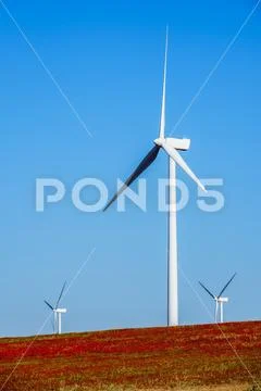 Wind turbine on hillside in a field of red poppies (Papaver rhoeas) Stock Photos