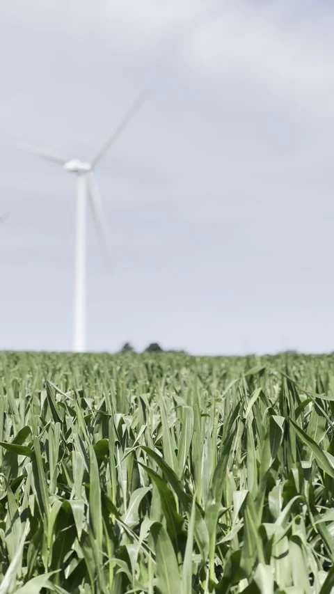Wind Turbine Over Cornfield Landscape Vidéo 339679628