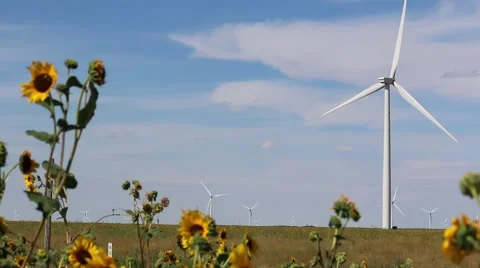 Wind Turbine Rotates in Background of Sun Flowers Blowing in the Breeze Stock Footage 54801455