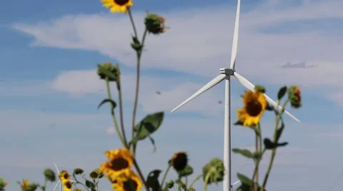 Wind Turbine Rotates in Background of Sun Flowers Blowing in the Breeze Stock Footage 54801519