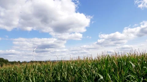 Wind turbine rotating behind corn field under cloudy sky stab apo8 Video stock 308565811