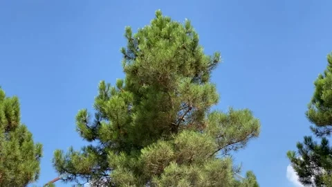 Wind turbine running behind pine tree Stock Footage 138884591