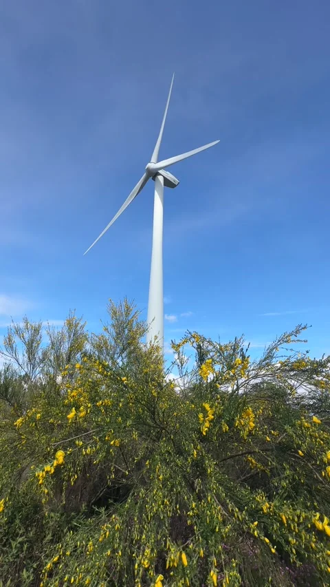 Wind turbine through gorse and heather against a blue sky in vertical with sound Stock Footage 274444673