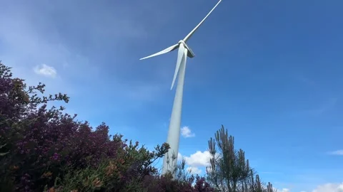 Wind turbine through grass and heather against a blue sky Stock Footage 274444878