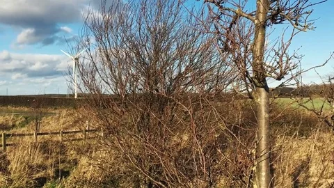 A Wind Turbine Turns behind a Bare Tree, Very Windy Day Stock-Footage 73513627