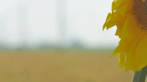 Wind turbine on a wheat field in the summer Stock Footage 65406489