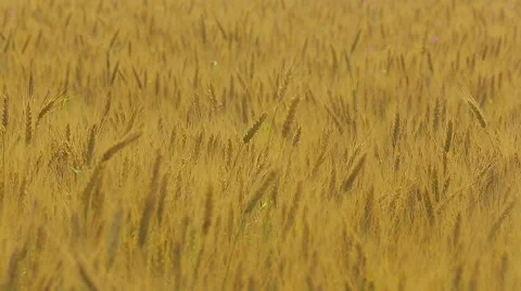 Wind turbine on a wheat field in the summer Stock Footage 65425574