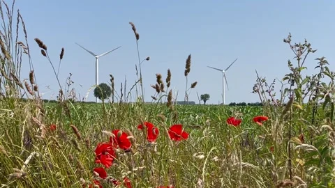 Wind turbine wild grass red poppies breeze Stock Footage 245168968