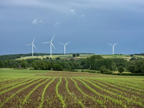 Wind turbines and fields with young corn in countryside of northern france 库存照片