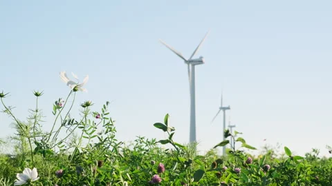 Wind turbines behind a field with wild flowers Stock Footage 260467697