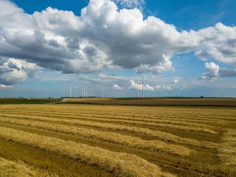 Wind turbines in corn fields Stock Photos