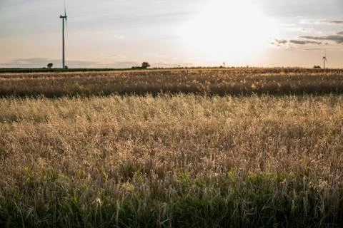Wind turbines during sunset Stock Photos