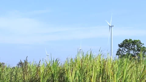Wind turbines for electricity are mounted on green rice fields with  blue sky Stock Footage 245802379