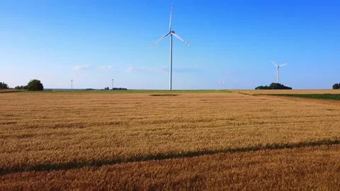 Wind turbines operating in wheat field under clear blue sky Video stock 342592314