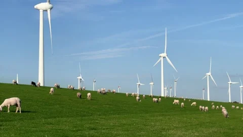 Wind turbines sheep Stock Footage 249203872