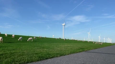 Wind turbines sheep Stock Footage 252616433