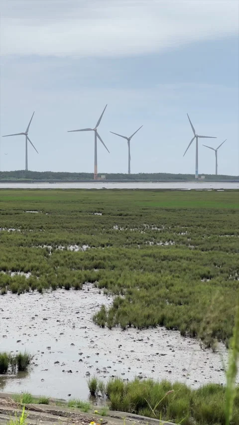 Wind Turbines Spin Above Grassy Salt Marsh On The West Coast Of Taiwan Stock Footage 344099468