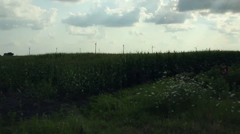 Wind Turbines Spinning In A Corn Field (Wide TIlt Up) Stock Footage 41852400
