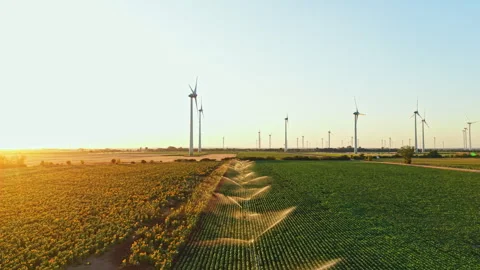 Wind turbines stand over a field during sunset with crops in view and light Stock Footage 344262551