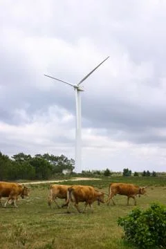 Wind turbines - Stock image Stock Photos