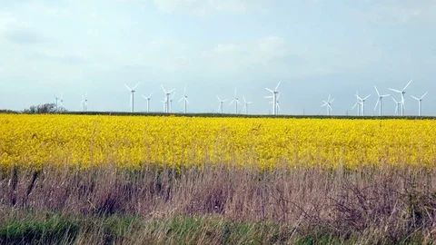 Wind turbines turn over a bright yellow field of rapeseed on the Romney Marsh. Stock Footage 76042449