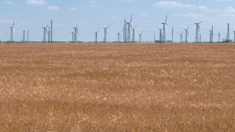 Wind turbines in wheat field Video stock 77087736