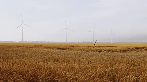 Wind turbines in wheat field Stock Footage 163431693