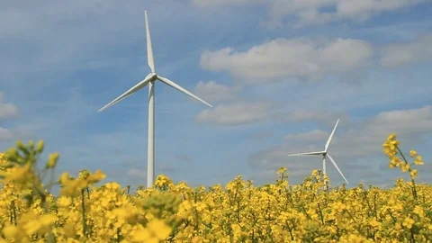 Wind turbines in the yellow canola fields under blue sky Stock Footage 75535900