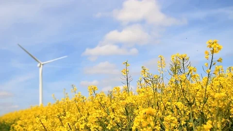 Wind turbines in the yellow canola fields under blue sky Stock Footage 75536715