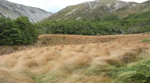 Wind in Tussock Grass Stock Footage 47432119