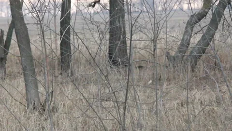 Wind in the underbrush Stock Footage 90005596